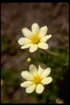 Image of entireleaf mountain-avens