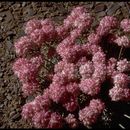 Image of Cushenbury buckwheat