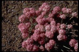 Image of Cushenbury buckwheat