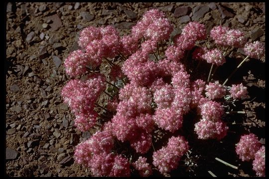 Image of Cushenbury buckwheat