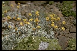 Imagem de Eriogonum ovalifolium var. nivale (Canby ex Coville) M. E. Jones