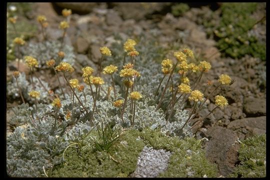 Image of cushion buckwheat