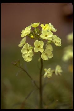 Image of San Francisco wallflower