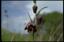 Image of checker lily