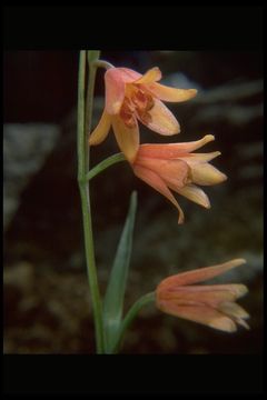 Image of Butte County fritillary