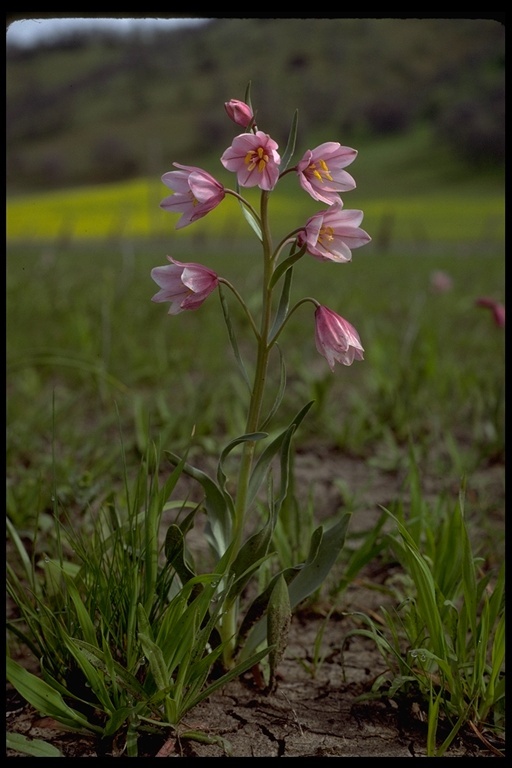 Image of adobe lily