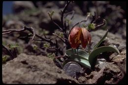 Image of Siskiyou fritillary