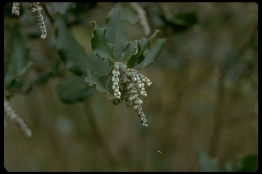 Image de Garrya elliptica Douglas ex Lindl.