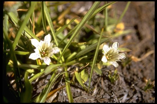 Image of alpine gentian