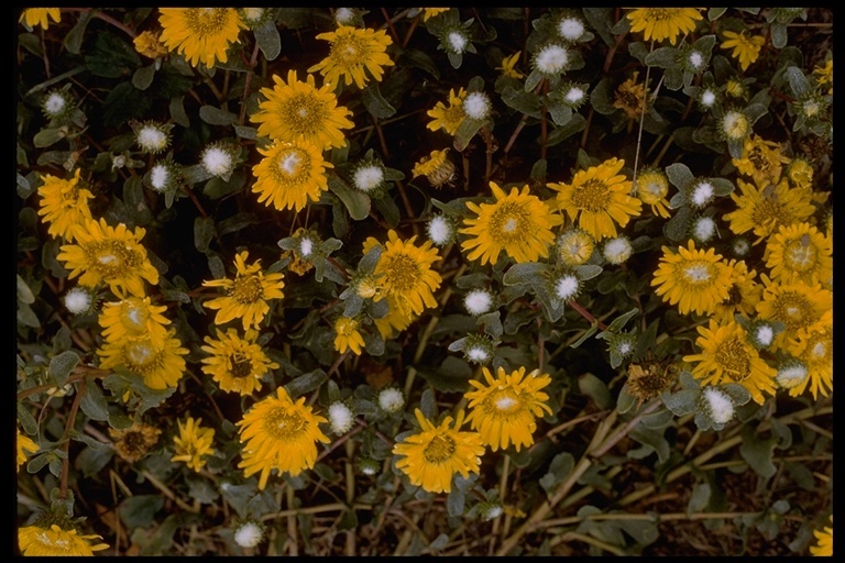 Image of hairy gumweed