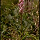 Image of fragrant orchid