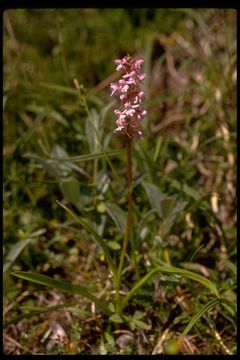 Image de Orchis moucheron