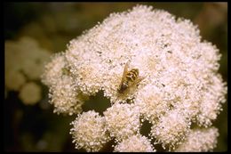 Plancia ëd Heracleum sphondylium subsp. montanum (Schleicher ex Gaudin) Briq.