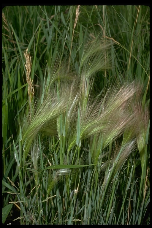 Image of foxtail barley