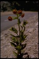 Plancia ëd Hulsea heterochroma A. Gray