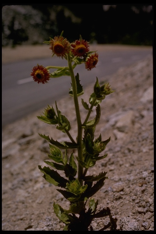 Plancia ëd Hulsea heterochroma A. Gray