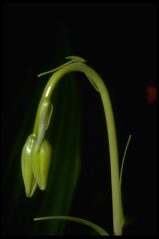 Lilium maritimum Kellogg resmi