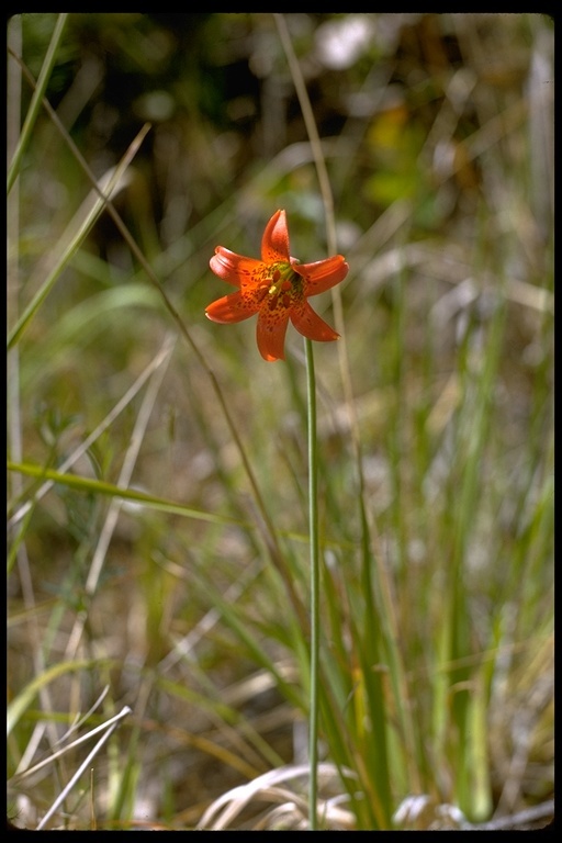 Lilium maritimum Kellogg resmi