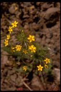 Image of bristly linanthus