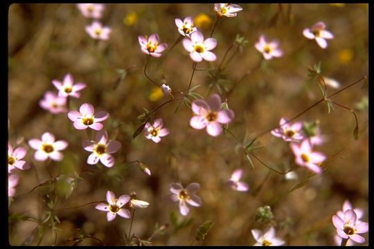 Image of serpentine linanthus