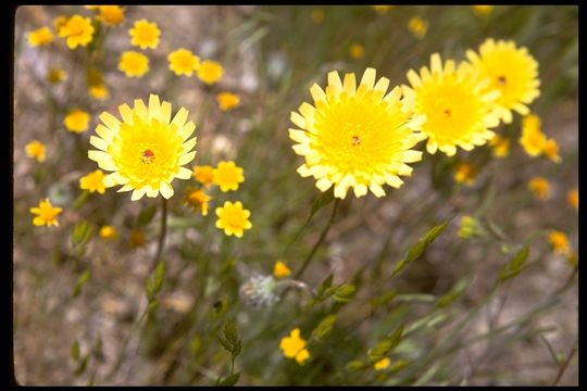 Image of California desertdandelion