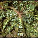 Image of woolly desertdandelion