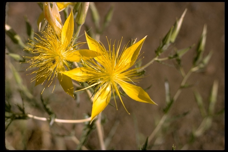 Image of giant blazing star