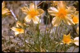 Image of Lindley's blazingstar