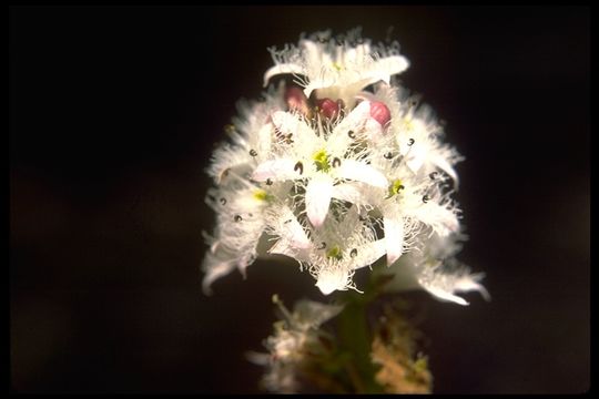 Image of bogbean