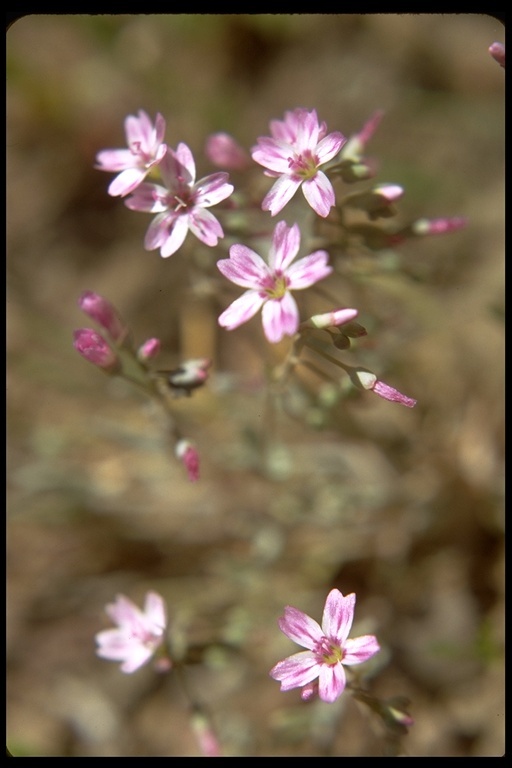 Image of gypsum springbeauty