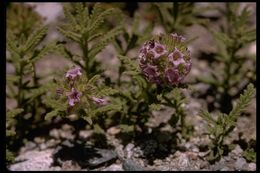 Image of Rothrock's fiddleleaf