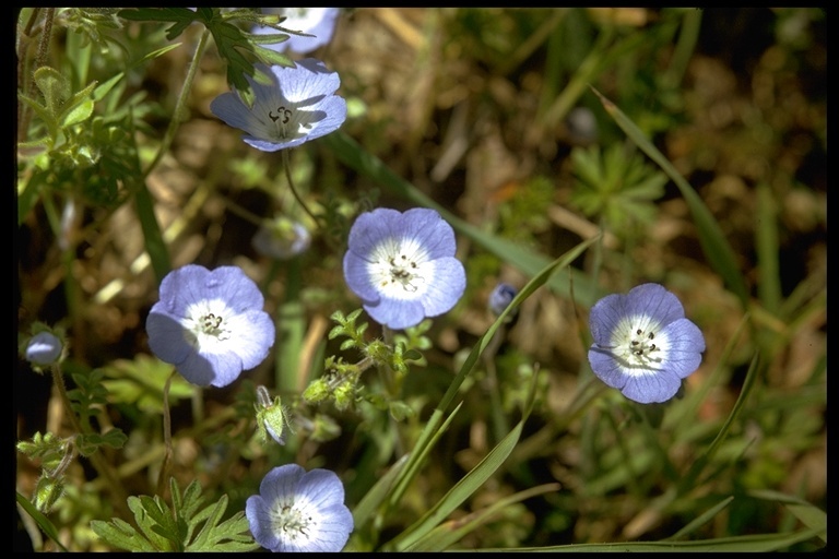 Image of baby blue eyes