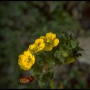 Camissoniopsis luciae (P. H. Raven) W. L. Wagner & Hoch resmi