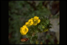 Camissoniopsis luciae (P. H. Raven) W. L. Wagner & Hoch resmi