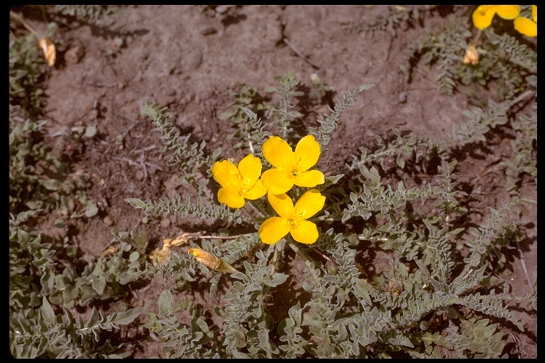 Image of tansyleaf evening primrose