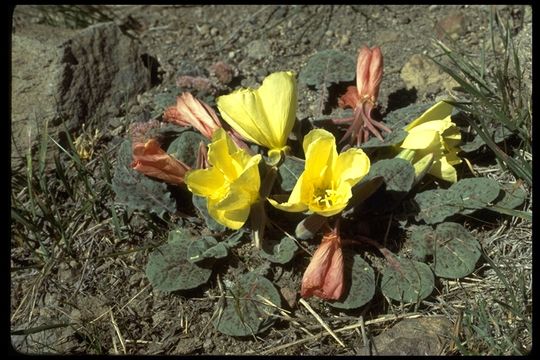 Image of woodyfruit evening primrose