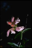 Image of scabland penstemon