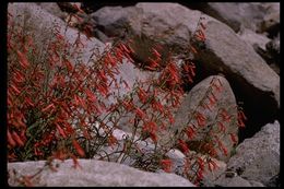 Image of Bridge penstemon