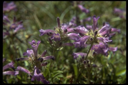 Image of Sierra beardtongue