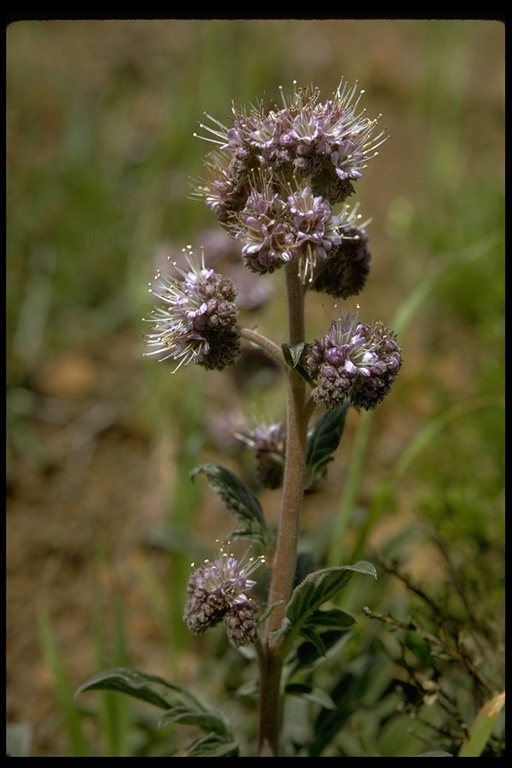 Image de Phacelia californica Cham.