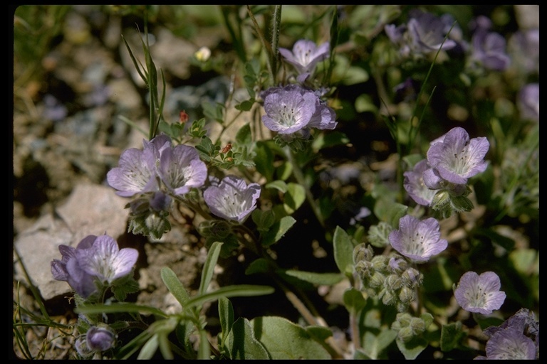 Image of divaricate phacelia