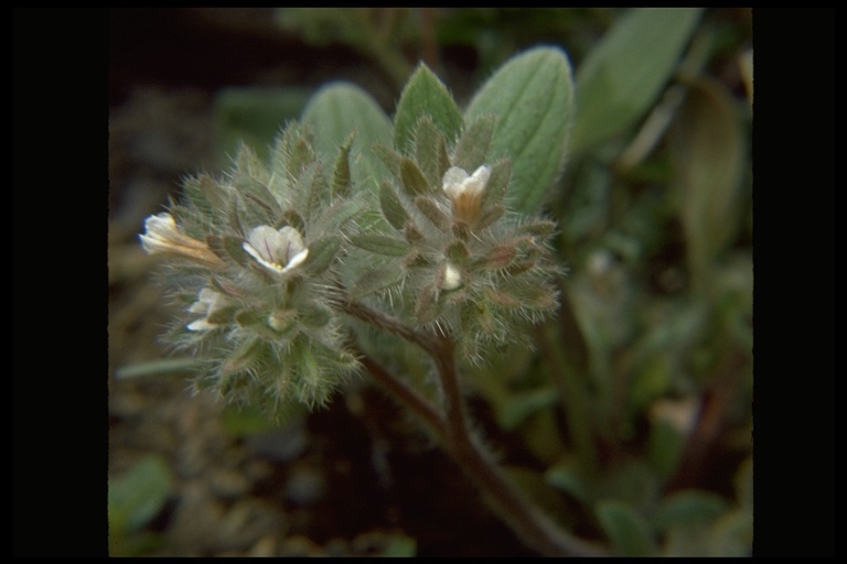 Image of Mt. Diablo phacelia