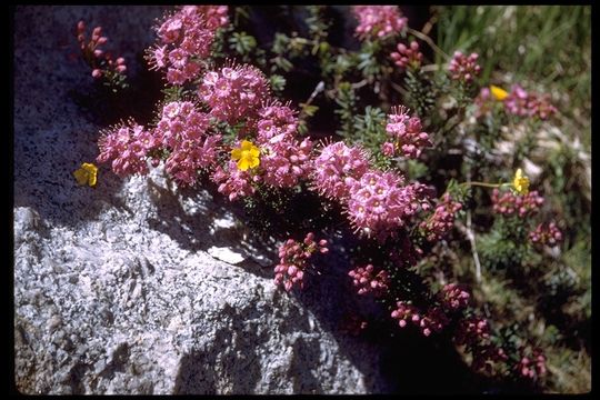 Image of purple mountainheath