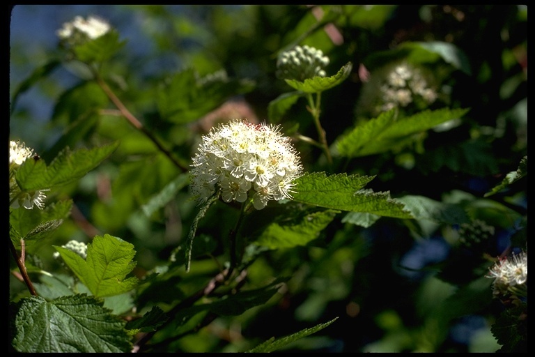 Слика од Physocarpus capitatus (Pursh) Kuntze