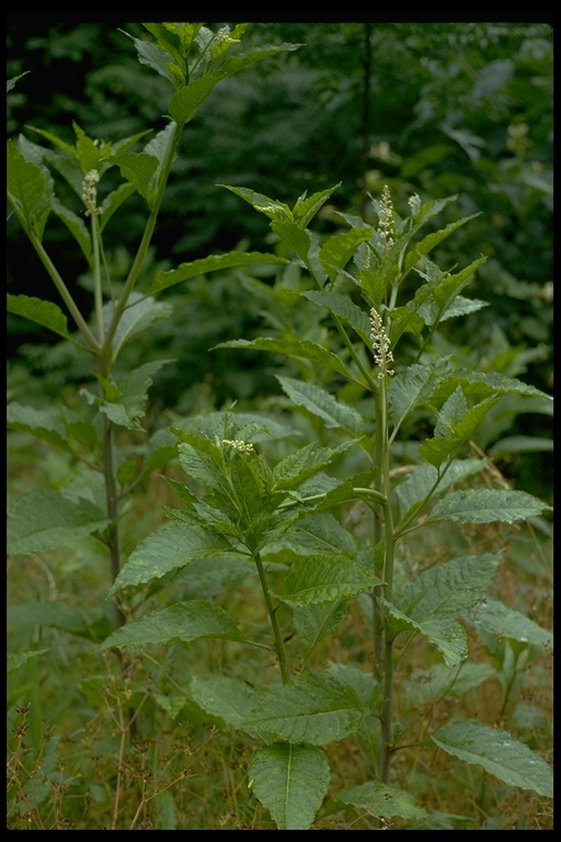 Imagem de Phytolacca americana L.