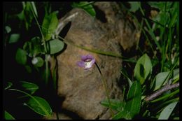 Image of <i>Pinguicula vulgaris</i> ssp. <i>macroceras</i>