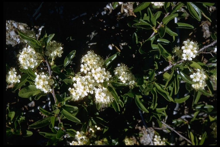 Image of Bitter Cherry