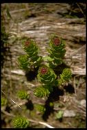 Image of ledge stonecrop