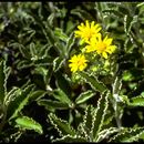 Image of Monro's Ragwort