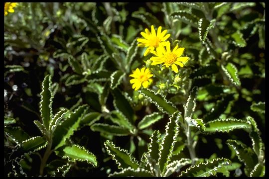 Image of Brachyglottis monroi (Hook. fil.) B. Nord.